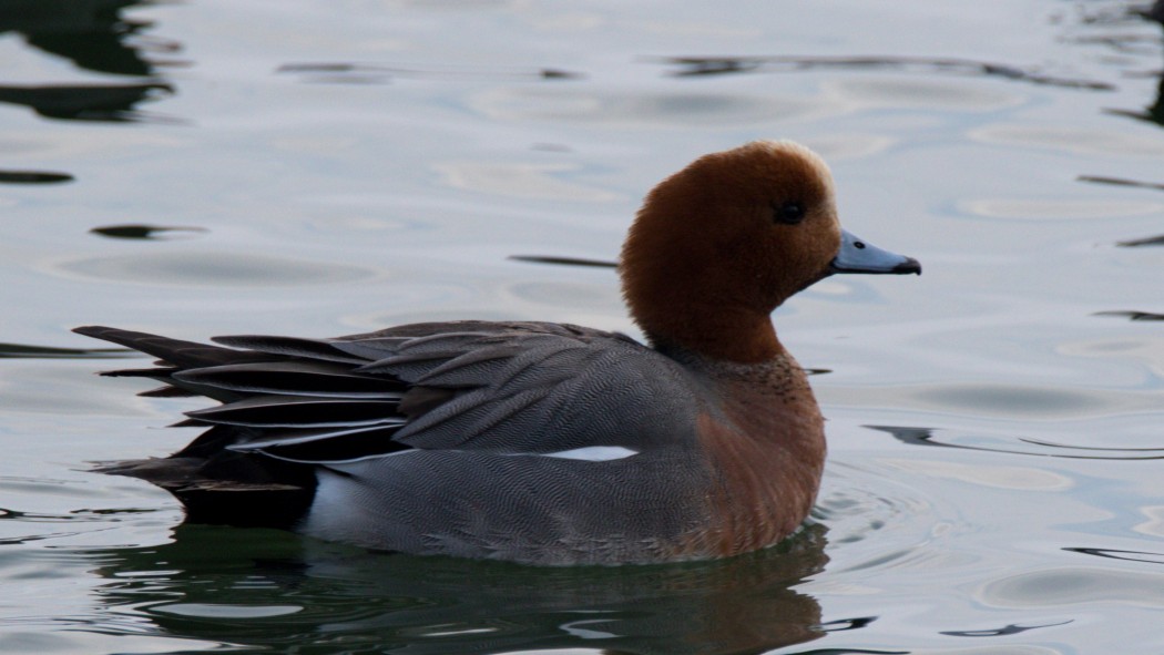 Eurasian Wigeon
