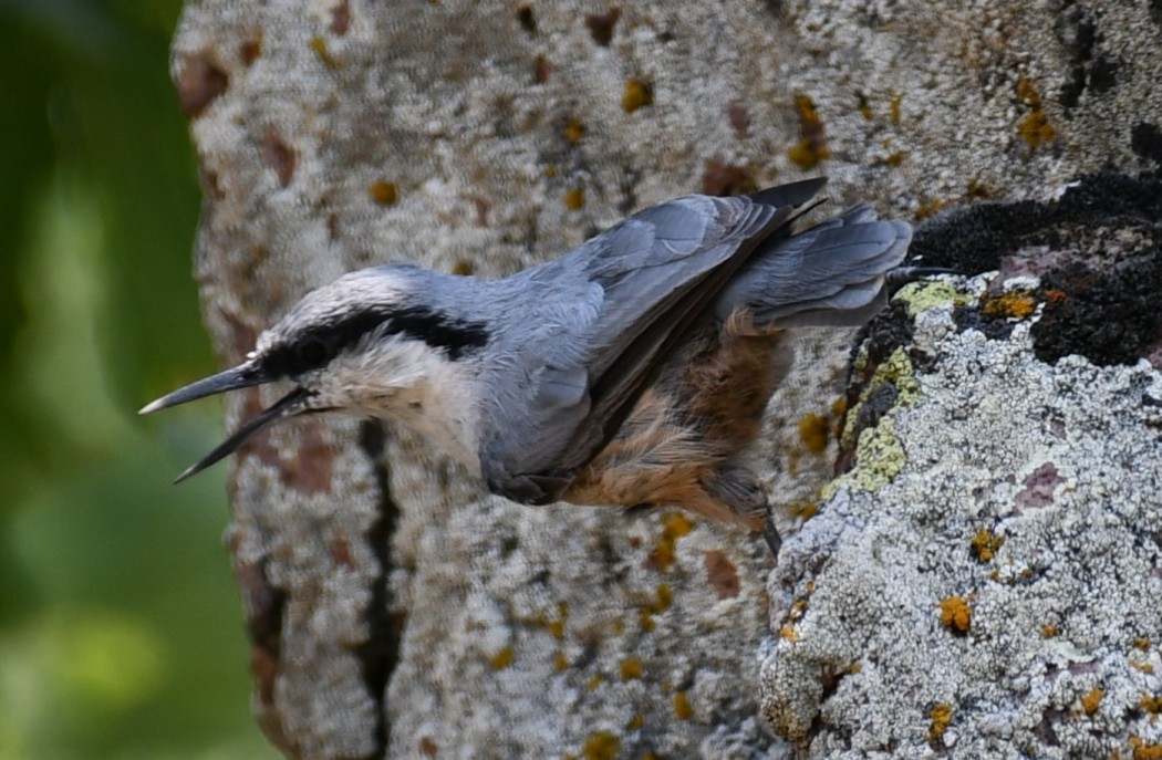 Western Rock Nuthatch