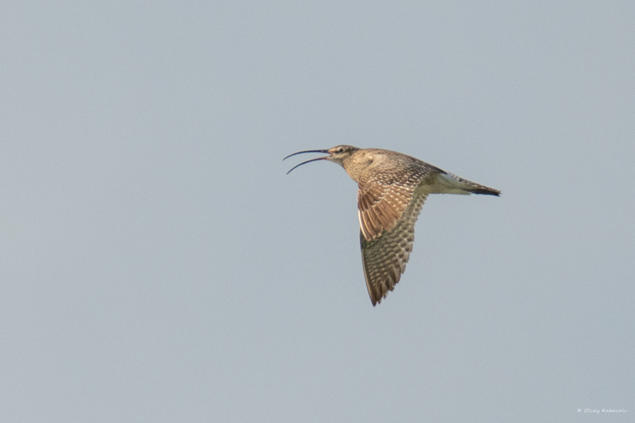 Eurasian Whimbrel
