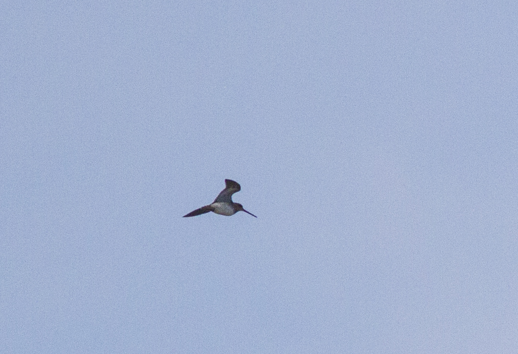 Common Snipe