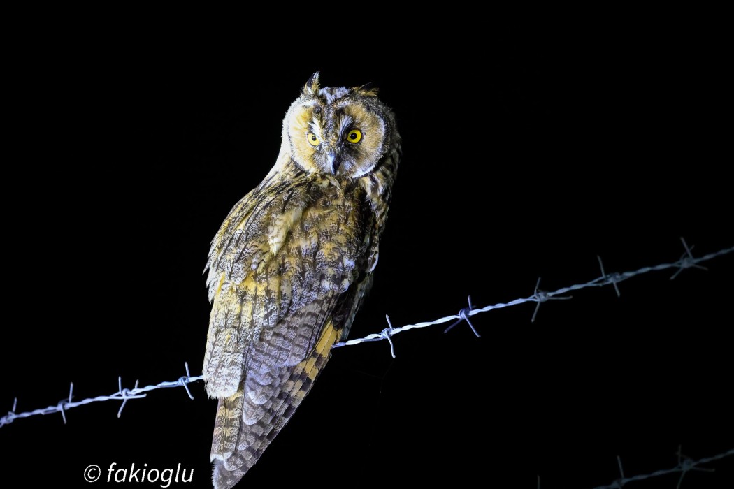 Long-eared Owl
