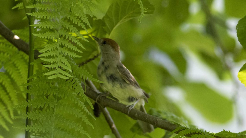 Eurasian Blackcap