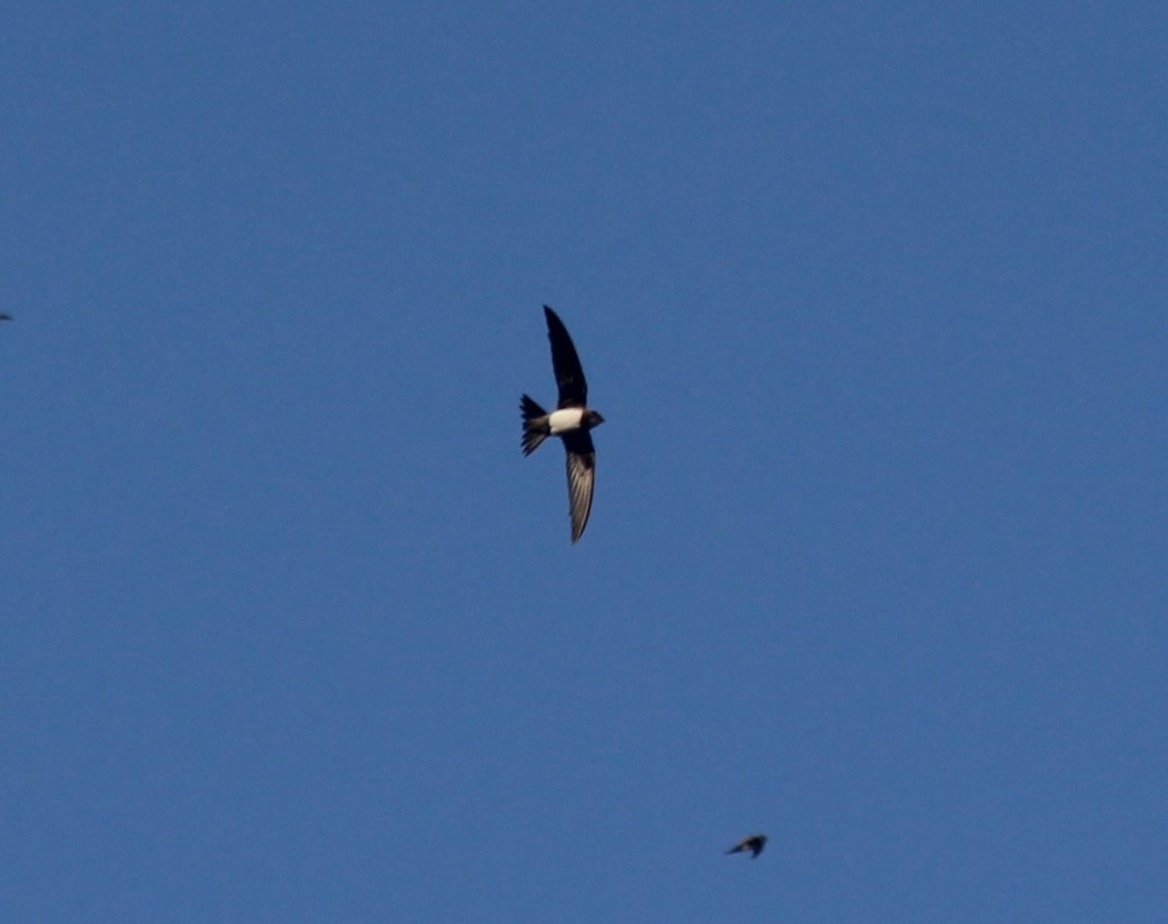 Alpine Swift