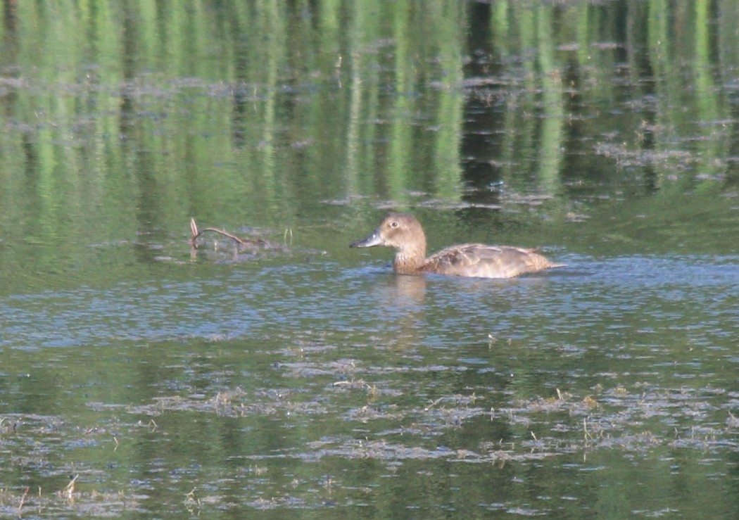Common Pochard
