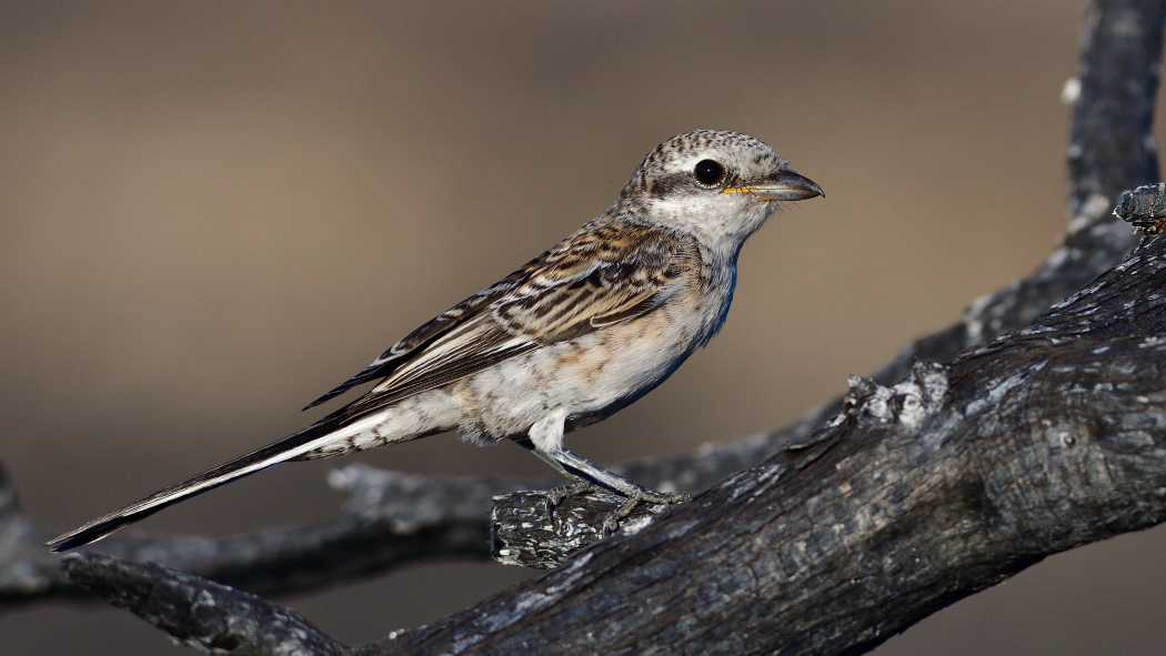 Masked Shrike