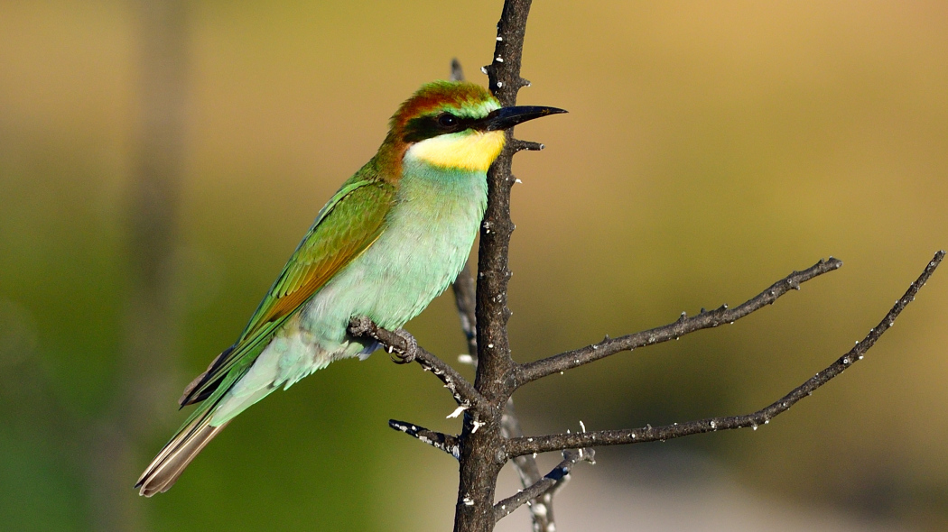 European Bee-eater