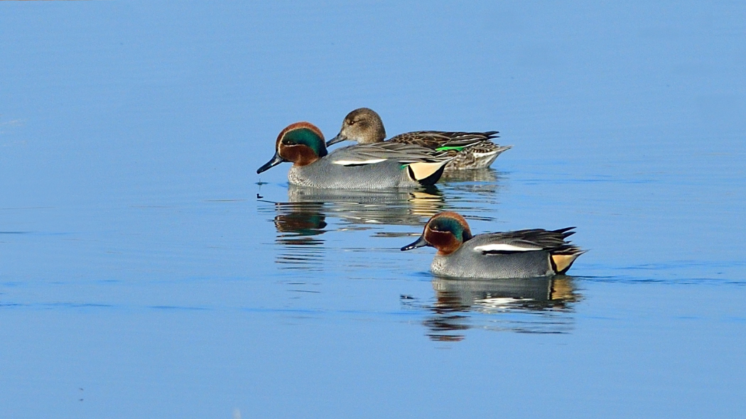 Eurasian Teal