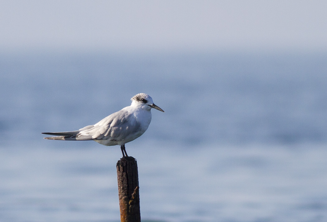 Sandwich Tern