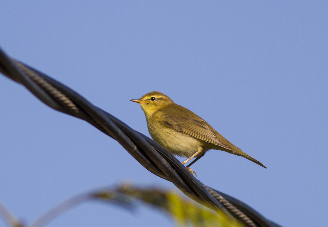 Willow Warbler