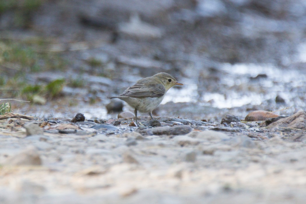 Icterine Warbler