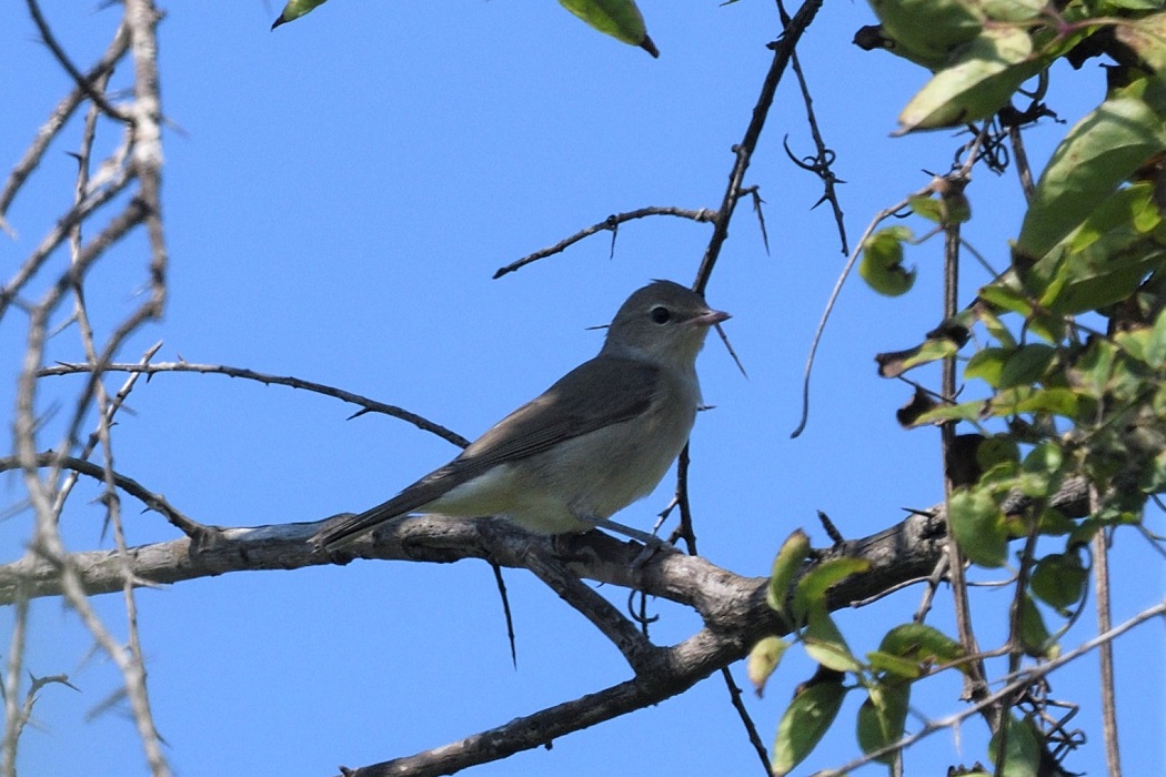 Garden Warbler