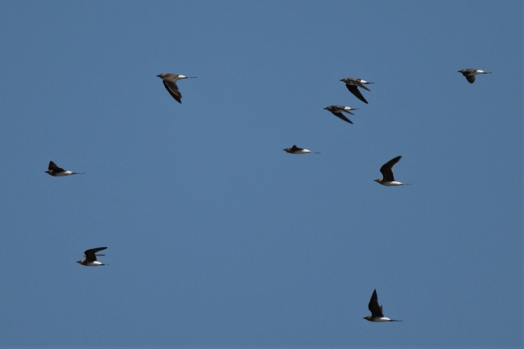 Collared Pratincole
