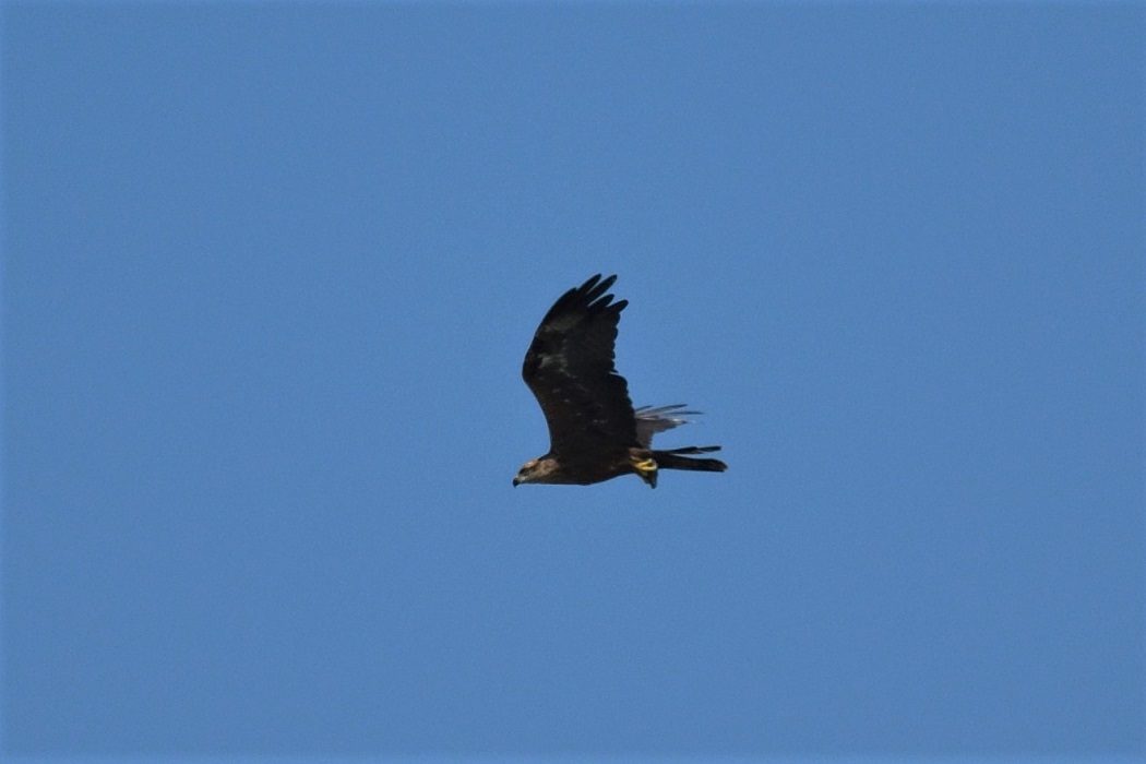 Black Kite