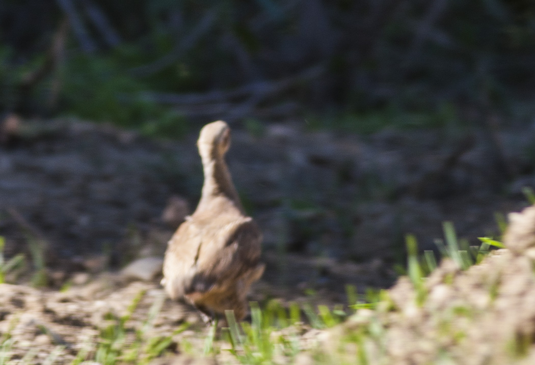Chukar Partridge