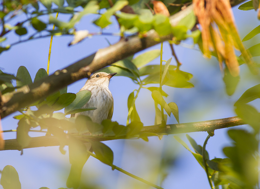 Spotted Flycatcher