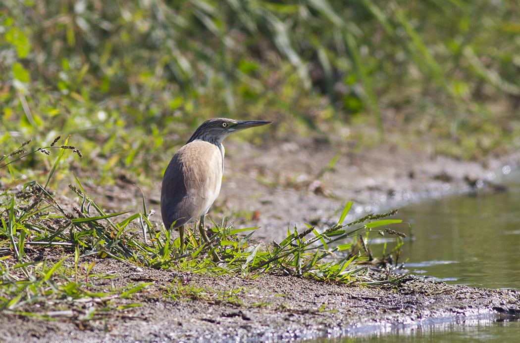 Squacco Heron