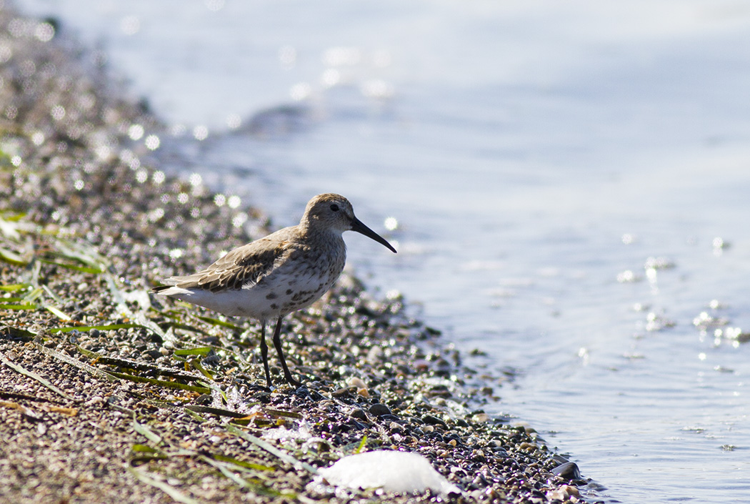 Dunlin