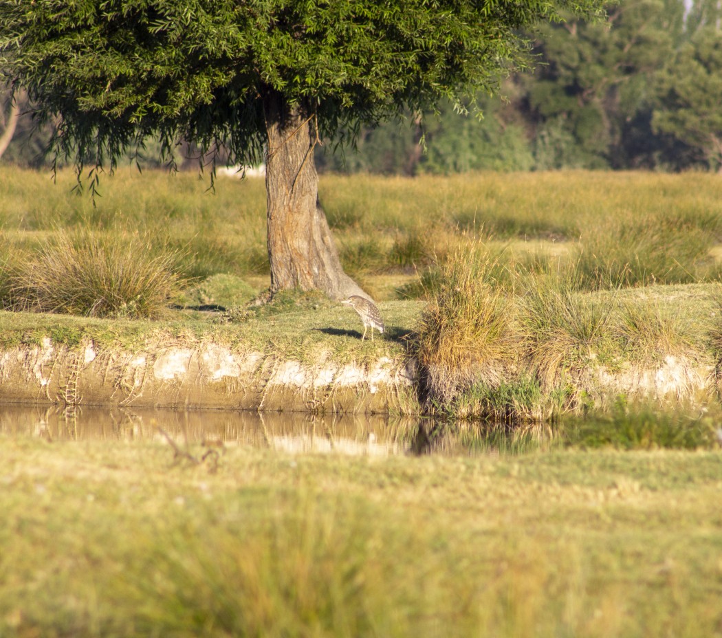 Black-crowned Night Heron