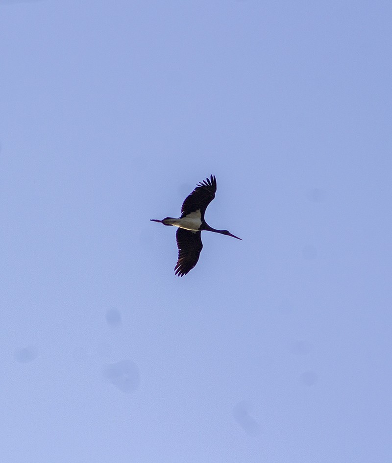 Black Stork
