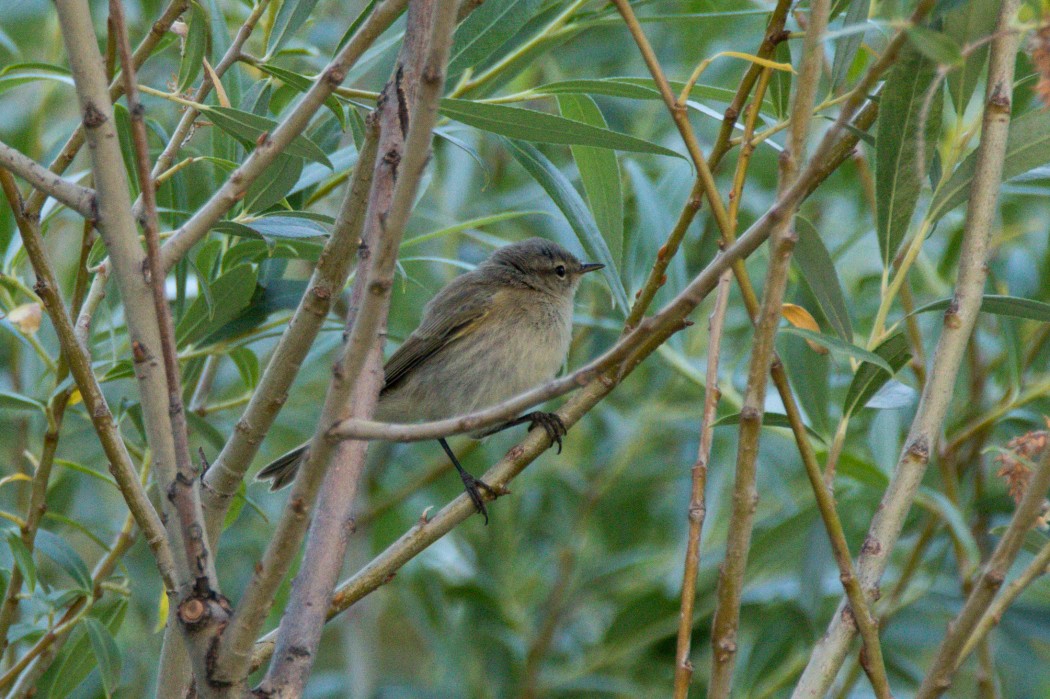 Mountain Chiffchaff