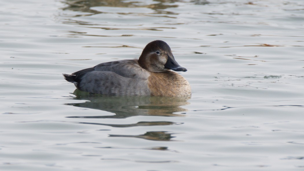 Common Pochard