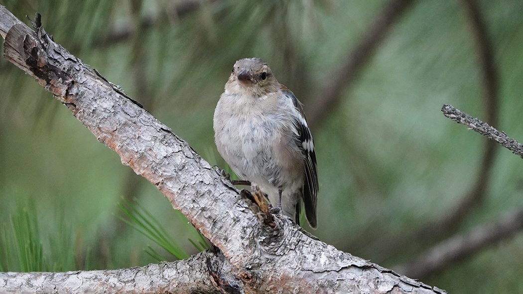 Eurasian Chaffinch