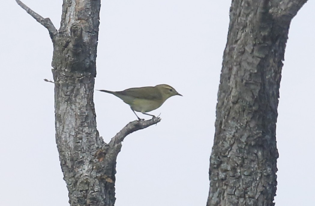 Willow Warbler