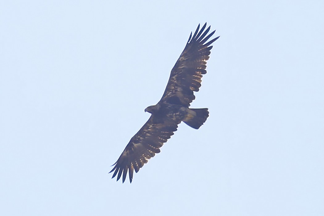 Eastern Imperial Eagle