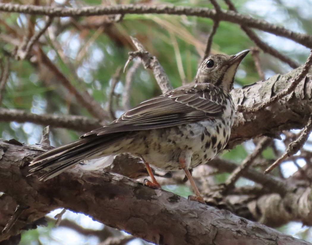 Mistle Thrush