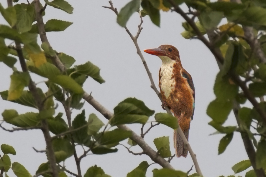White-throated Kingfisher