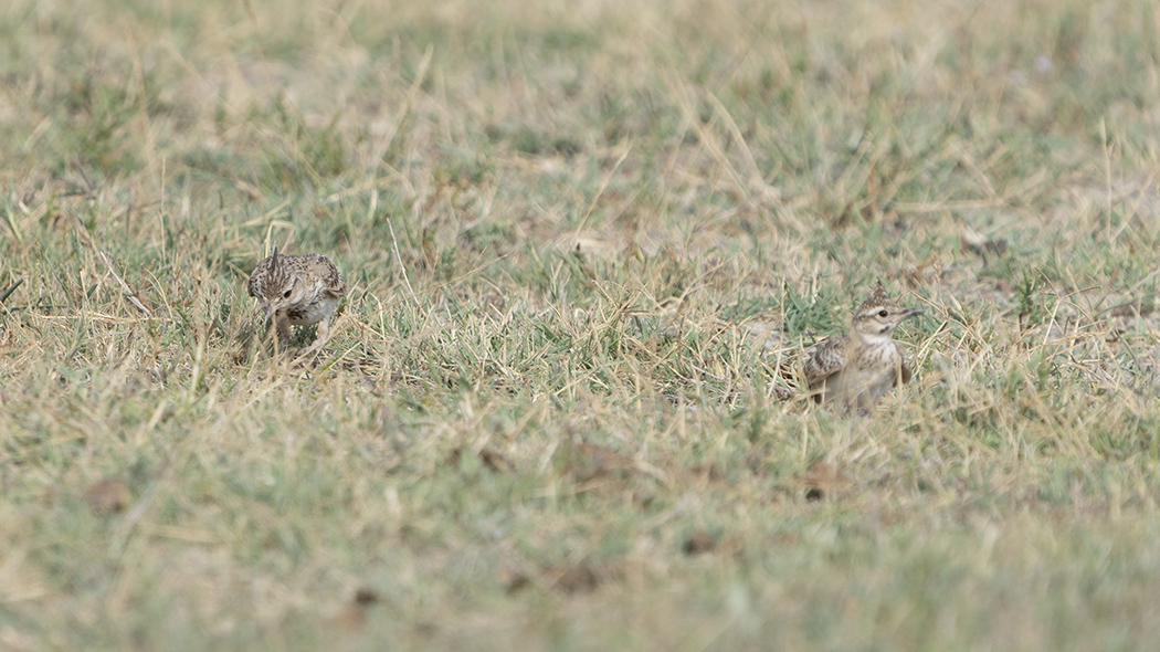 Crested Lark
