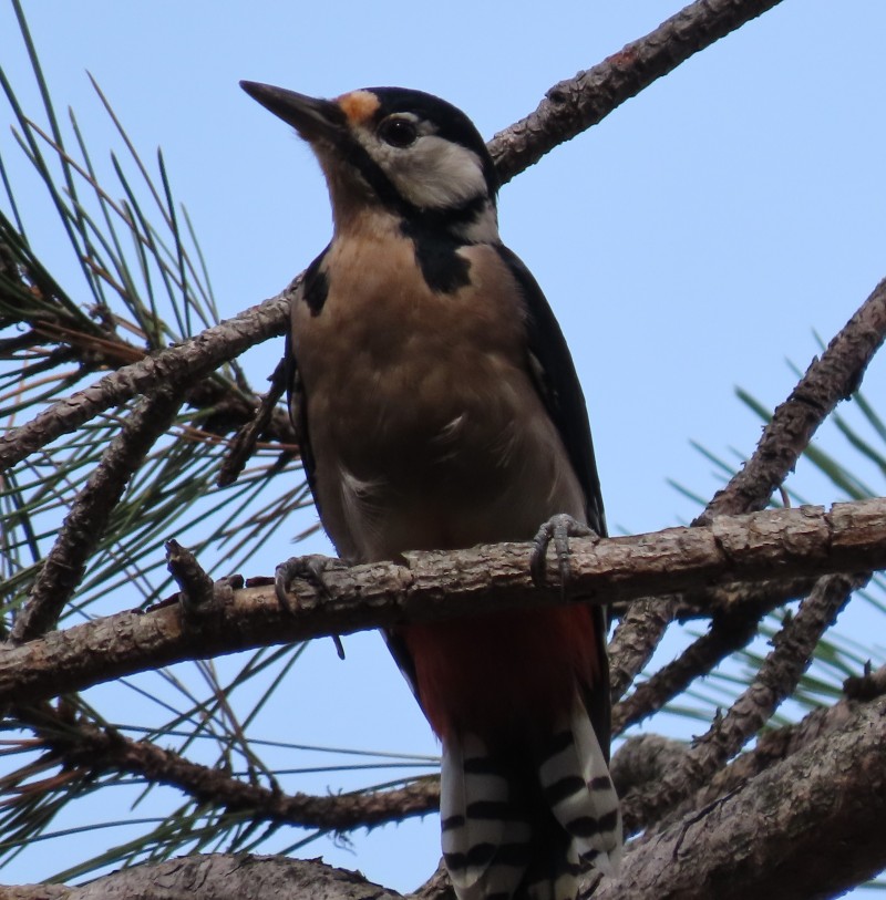 Great Spotted Woodpecker