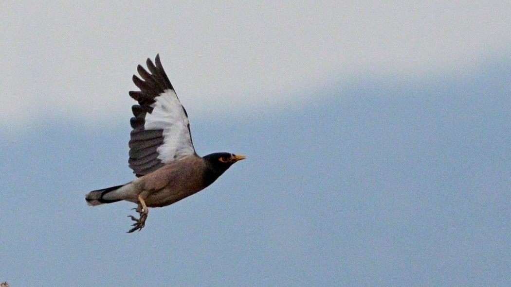Common Myna