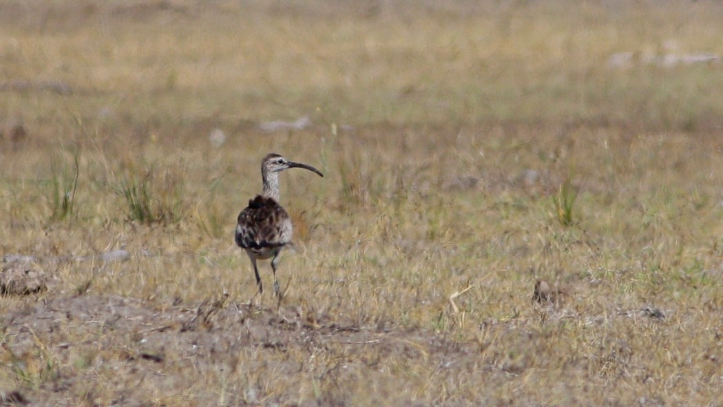Eurasian Whimbrel