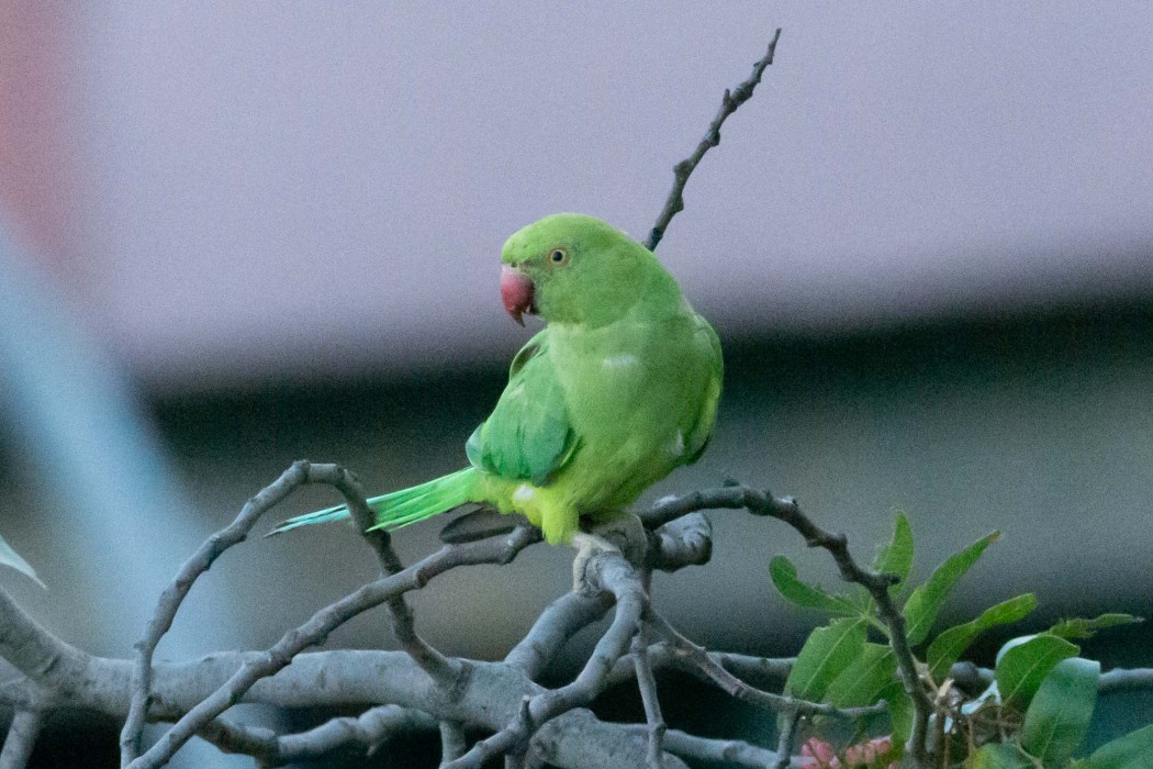 Rose-ringed Parakeet