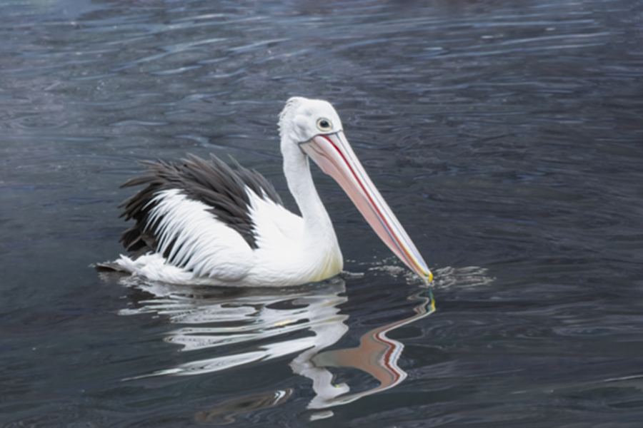 Pink-backed Pelican
