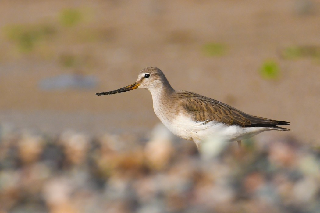 Terek Sandpiper