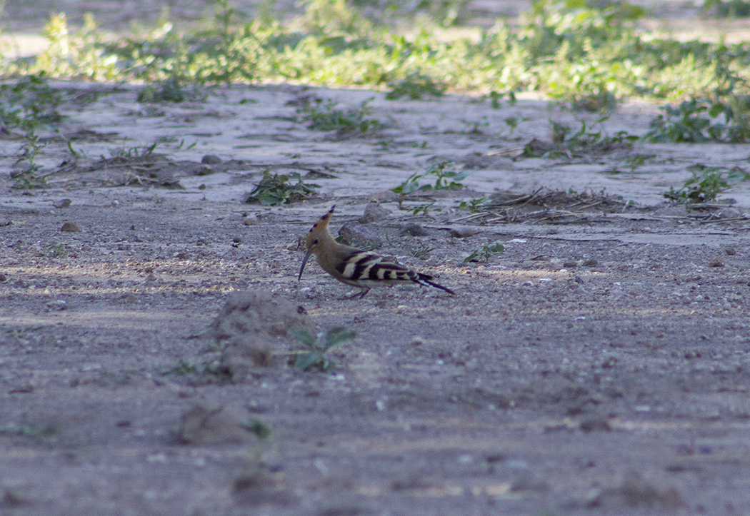Common Hoopoe