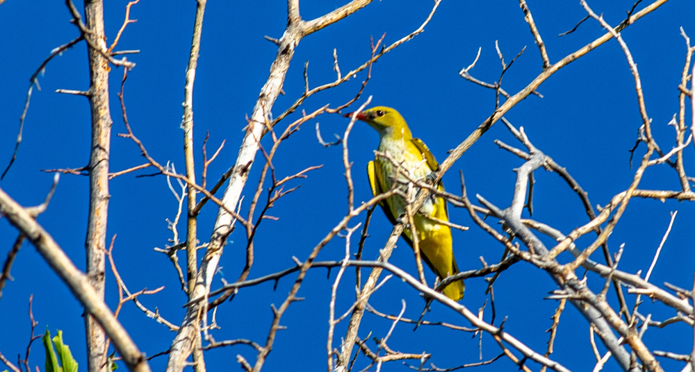 Eurasian Golden Oriole