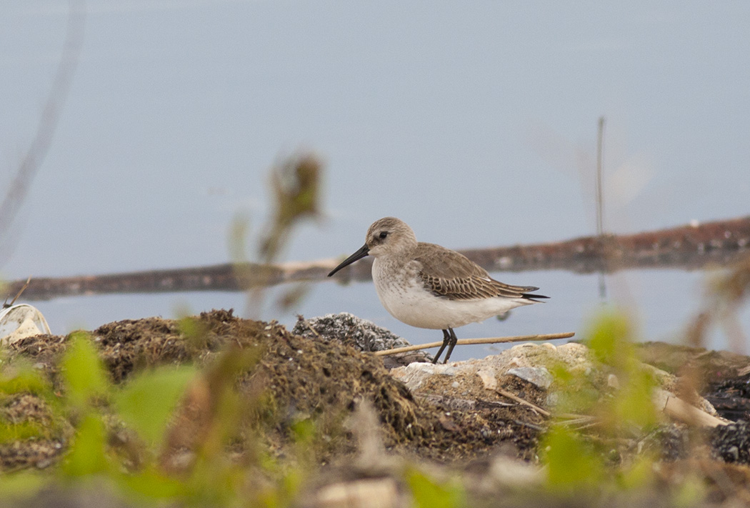 Dunlin