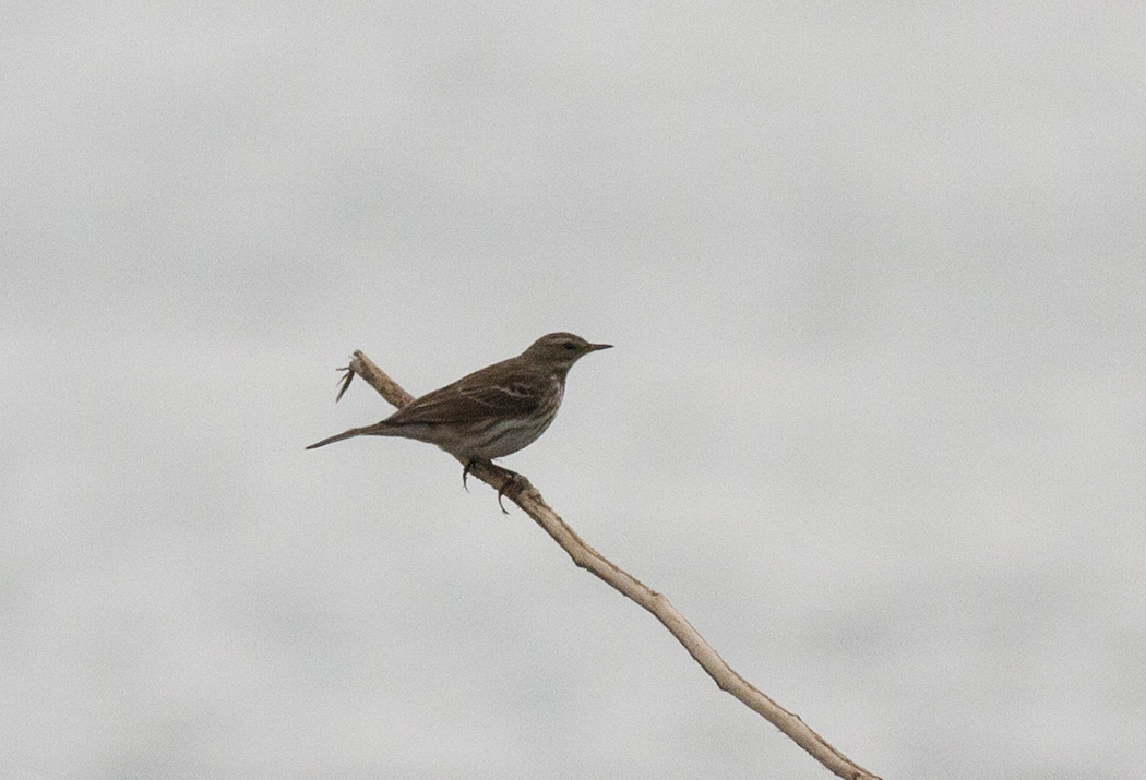 Water Pipit