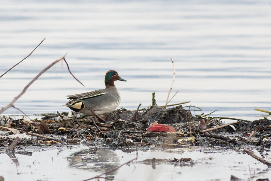 Eurasian Teal