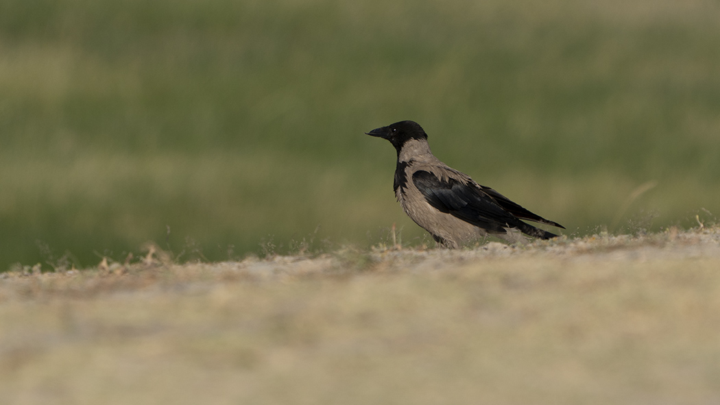 Hooded Crow