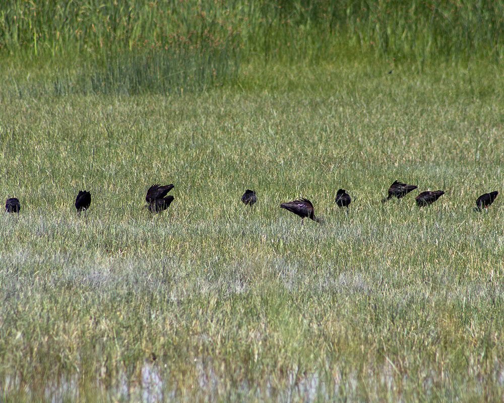 Glossy Ibis