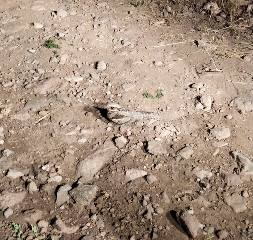 European Nightjar