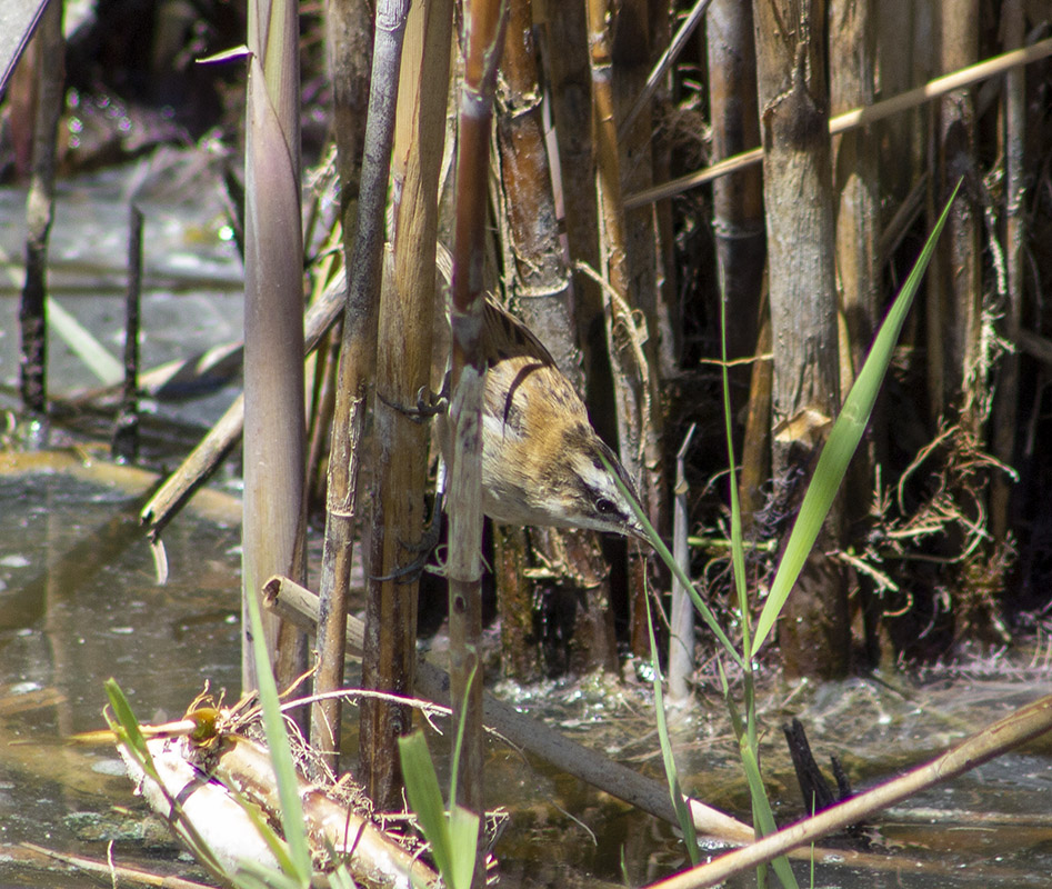 Moustached Warbler