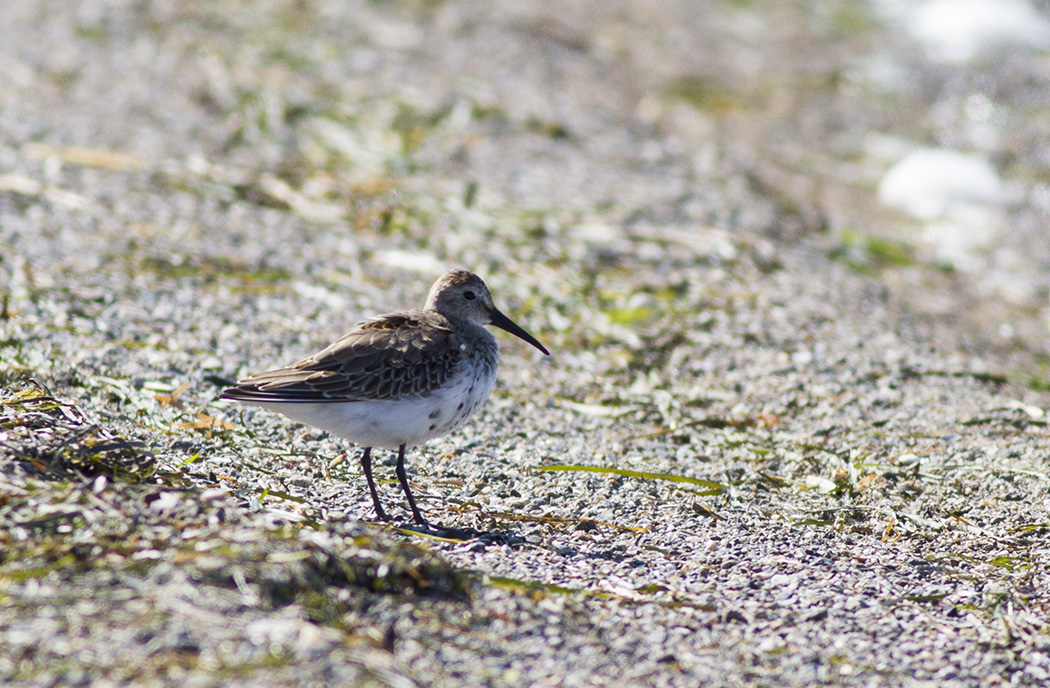 Dunlin