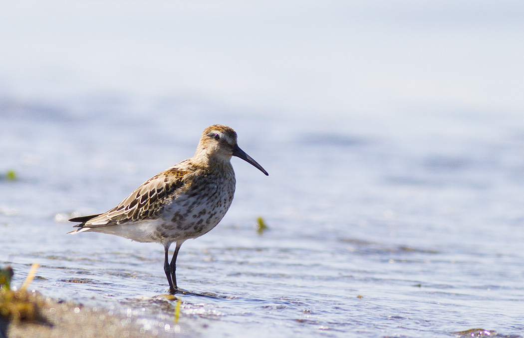 Dunlin