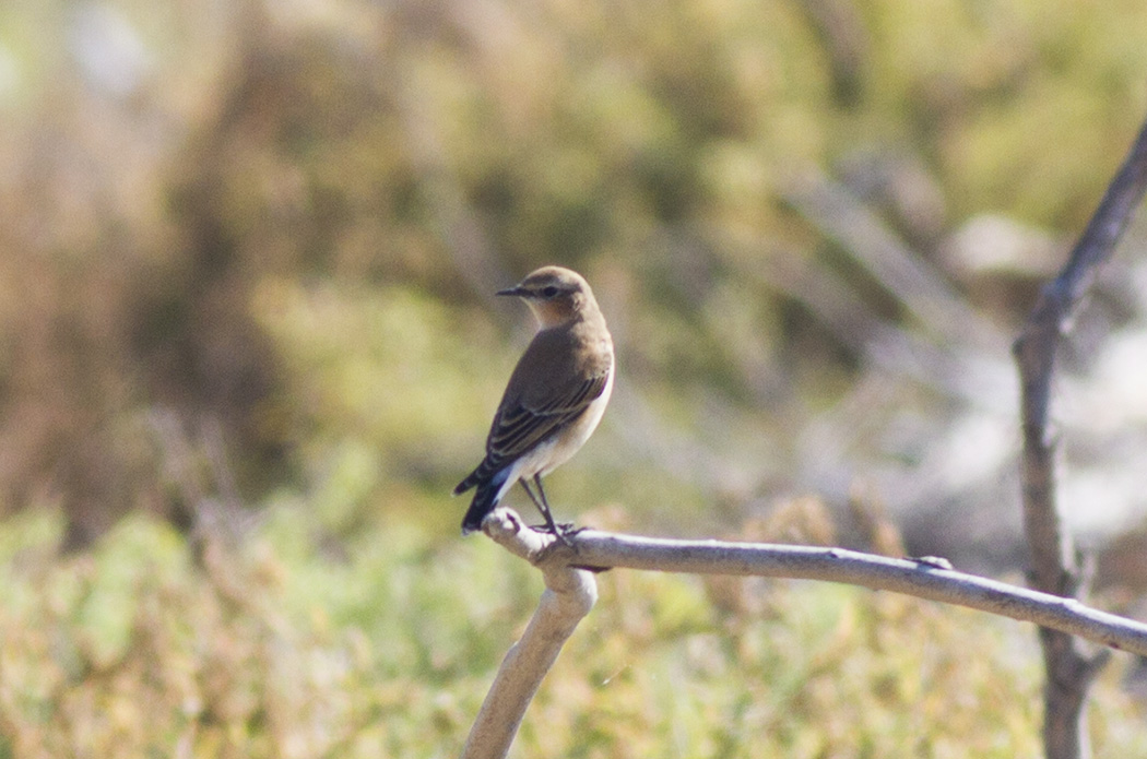 Northern Wheatear