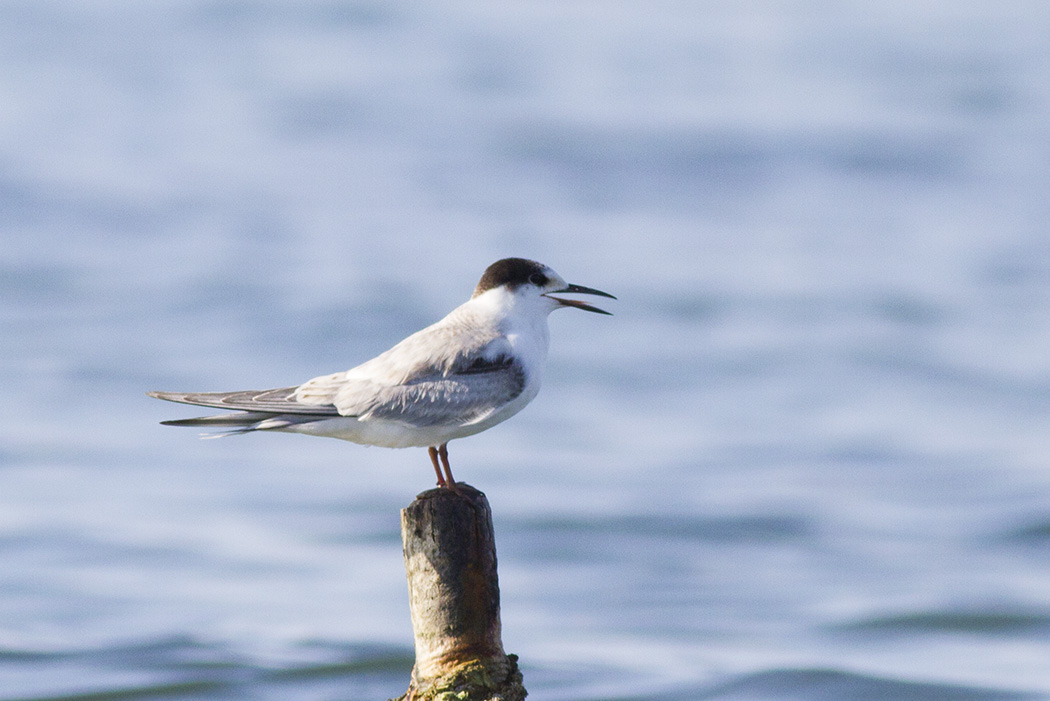 Common Tern